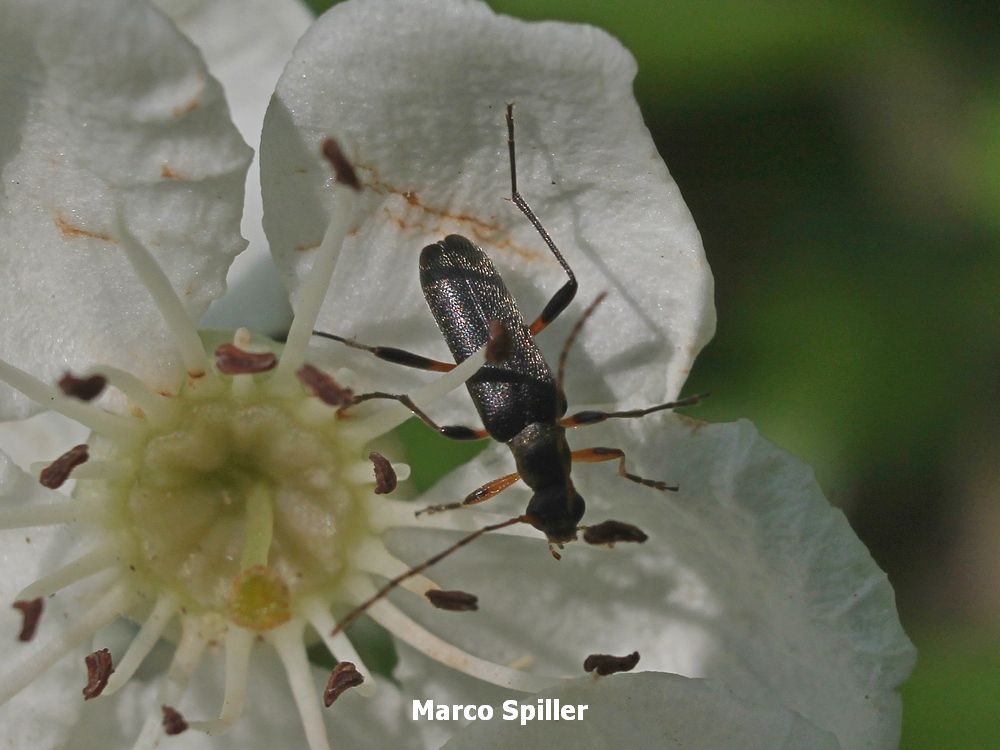 Grammoptera ruficornis, Cerambycidae